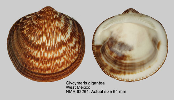 Glycymeris gigantea.jpg - Glycymeris gigantea(Reeve,1843)